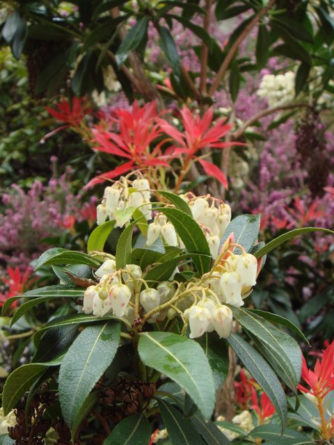 Pieris japonica fleur et jeunes feuilles